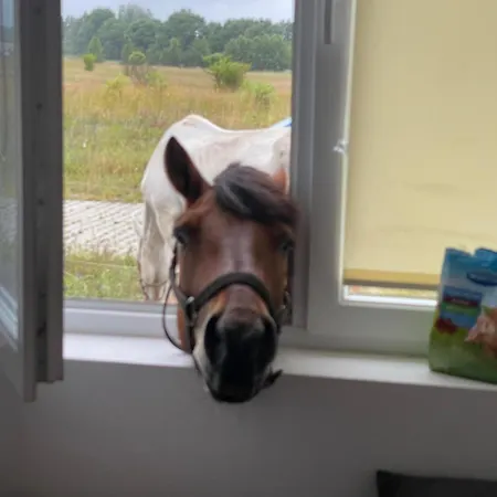 Stajnia Nad Morzem Apartmán *